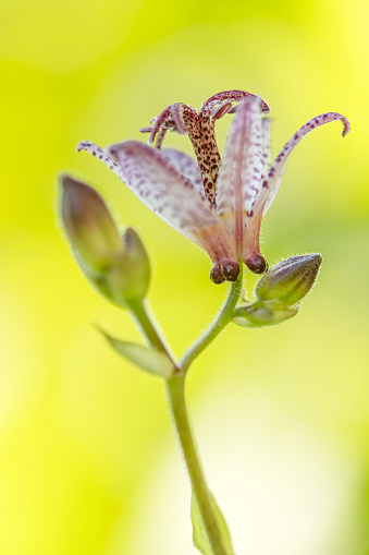 Toad lily