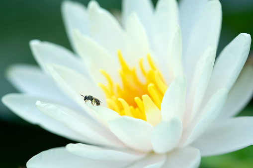 Bee on white water lily