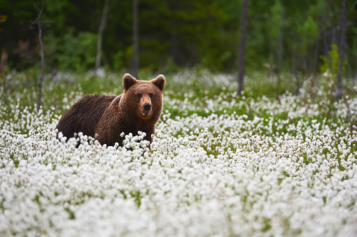 El oso pardo (Ursus arctos) camina entre la hierba de algodón. photo