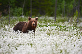 istock Brown bear (Ursus arctos) walks among the cotton grass. 1418802343