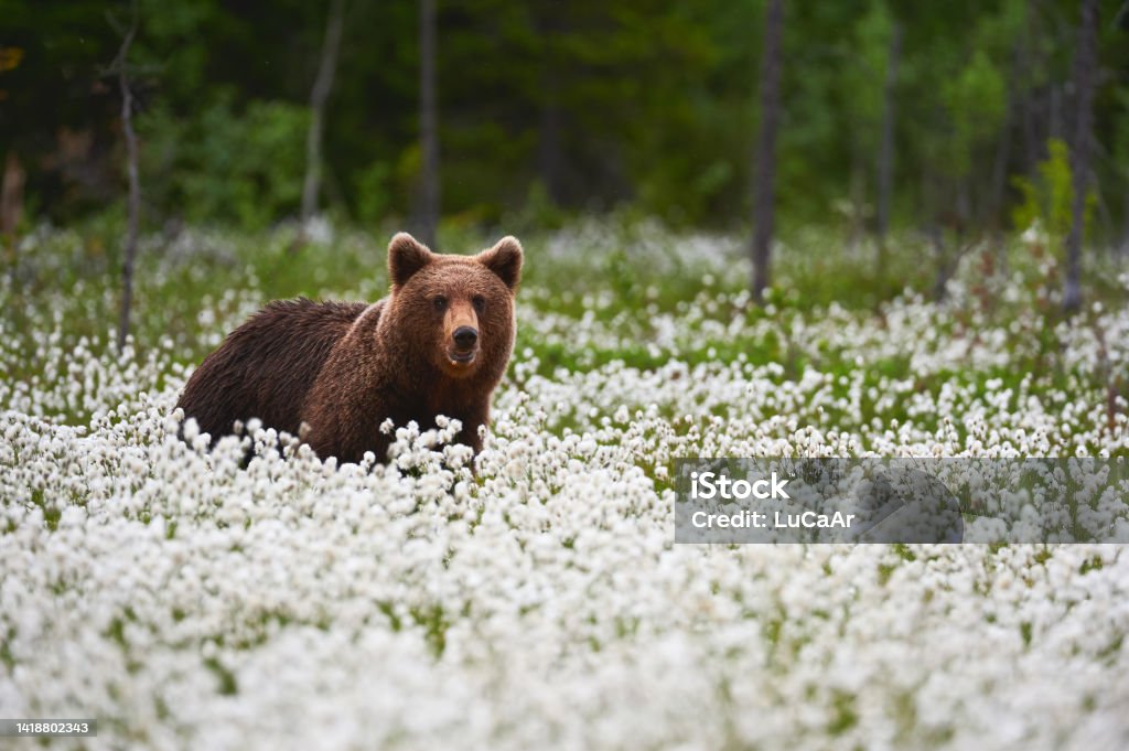 Brown bear (Ursus arctos) walks among the cotton grass. Young brown bear (Ursus arctos) photographed In the Finnish taiga as he walks among the cotton grasses in search of food. Bear Stock Photo
