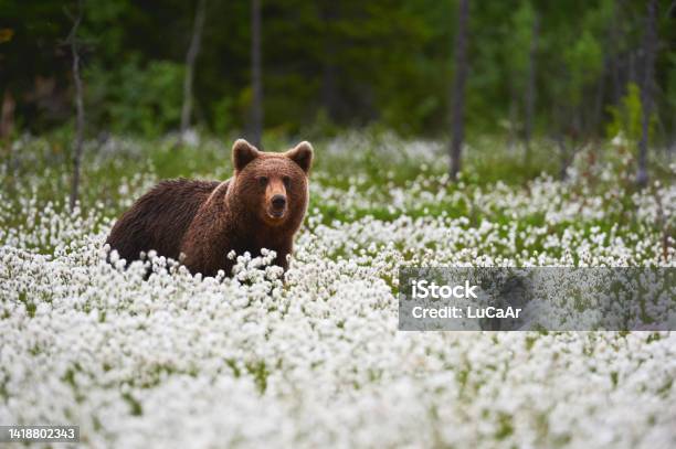 Brown Bear Walks Among The Cotton Grass Stock Photo - Download Image Now