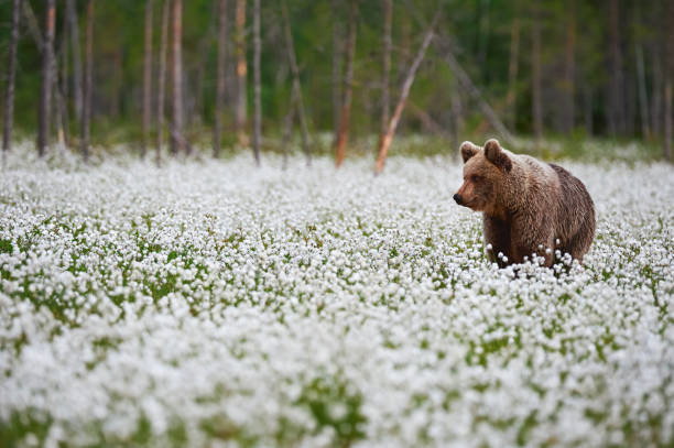 istock Brown bear (Ursus arctos) walks among the cotton grass. 1418803037