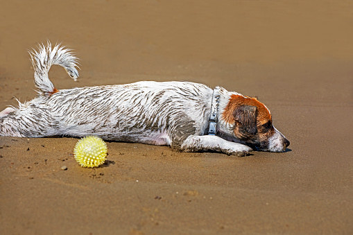 happy dirty jack russell terrier lies on the sand with a yellow ball, family vacation