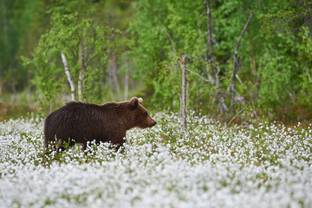 istock Brown bear (Ursus arctos) walks among the cotton grass. 1418803071