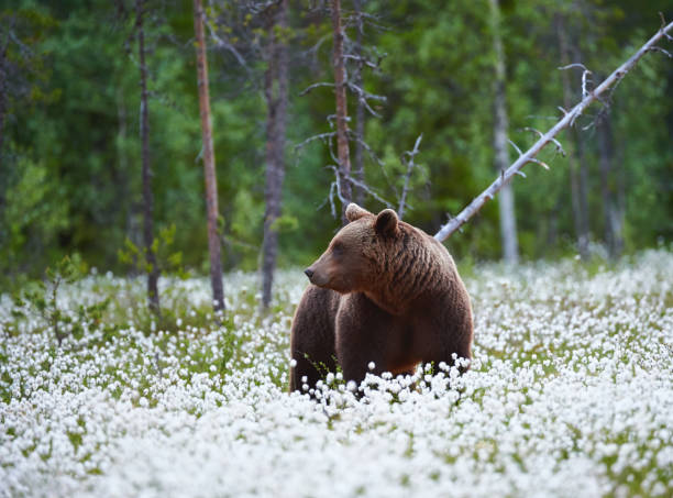 istock Brown bear (Ursus arctos) walks among the cotton grass. 1418803130