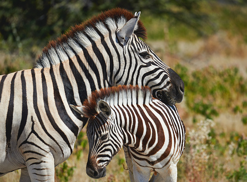 Mommy zebra affectionately supports her head on the back of her cub