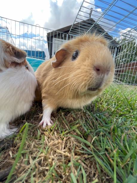 istock Guinea pig love 1418804669