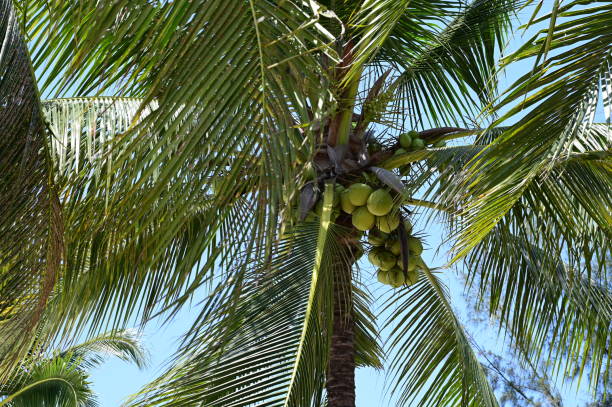 istock coconut trees on beach, natural background 1418804936