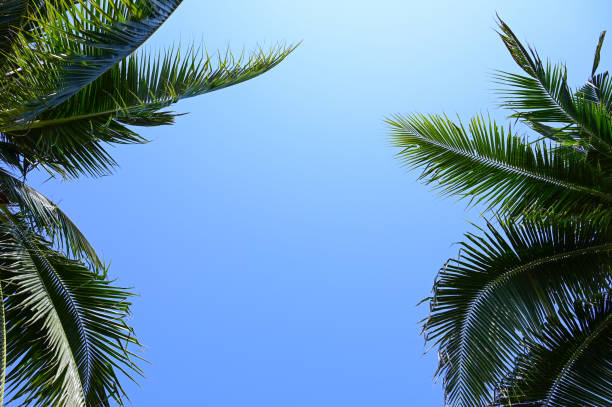 istock coconut trees on beach, natural background 1418804948