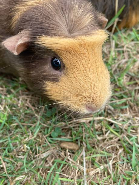 istock Guinea pig love 1418804951