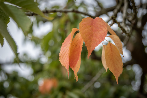 Autumnal wild cherry tree leaves