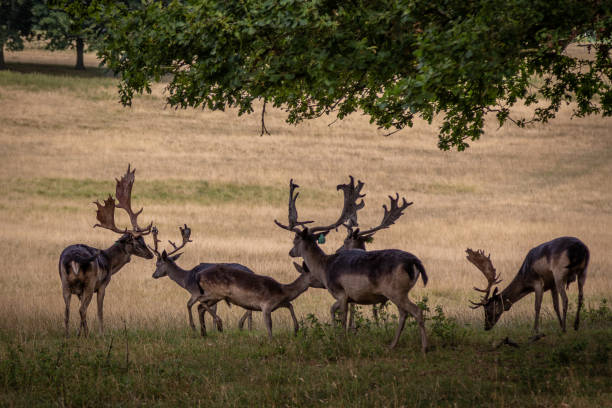 istock Group of European fallow deer 1418806048