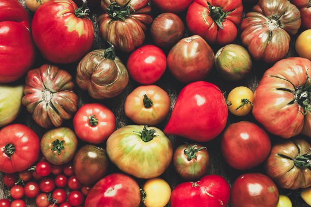 istock Variety of organic untreated tomatoes 1418806283