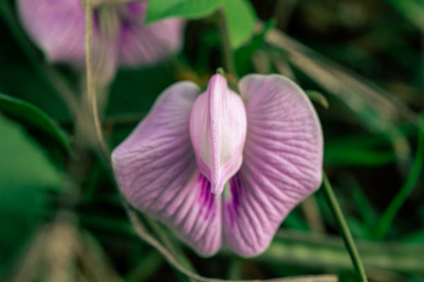 istock asian butterfly pea on the nature backyard 1418807367