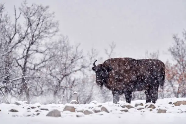 Bison in the winter snow forest, misty scene with big brown animal in nature habitat, cold weather, Studen Kladenec, Eastern Rhodopes, Bulgaria. Snow winter wildlife nature.