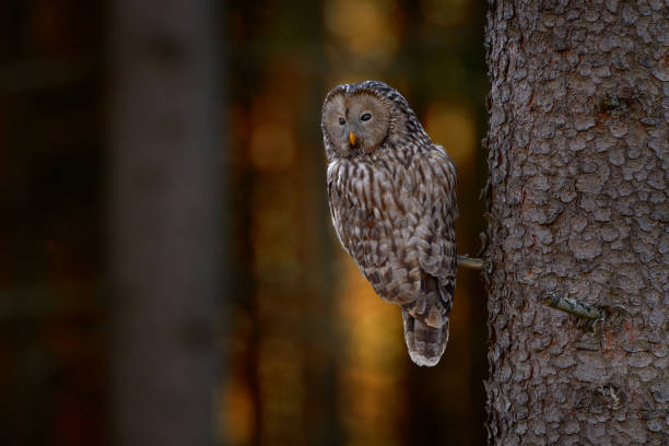 Ural Owl, Strix uralensis, sitting on tree branch, in green leaves oak forest, Wildlife scene from nature. Habitat with wild bird. Owl in the spruce tree forest habitat, Sumava NP, Czech Republic. búho ural, strix uralensis, sentado en la rama del árbol, en hojas verdes bosque de robles, escena de vida silvestre de la naturaleza. hábitat con ave silvestre. búho en el hábitat del bosque de árboles de abeto, sumava np, república checa.