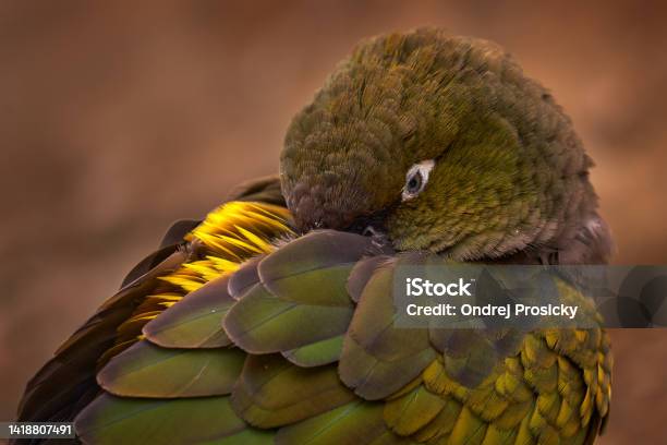 Parrot Resting Burrowing Parakeet Parrot Cyanoliseus Patagonus Sitting On The Tree In The Habitat Beautiful Parrot From Argentina South America Dark Green Burrowing Parakeet With White Eyes Stock Photo - Download Image Now