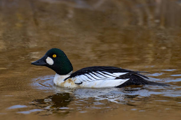 istock Common goldeneye, Bucephala clangula, medium-sized sea duck in the river water. Black and white bird with dark head and yellow eye in the nature habitat, Uppsala, Sweden in Europe. 1418807521