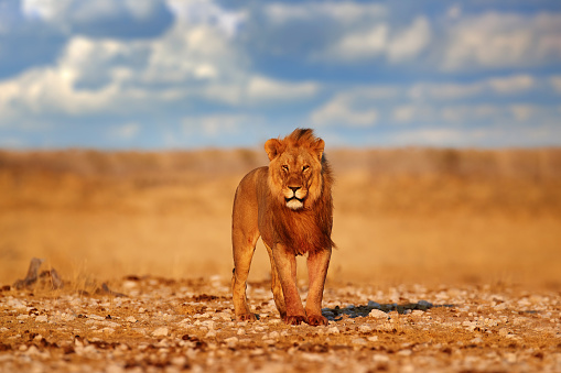 Lion with mane in Etosha, Namibia. African lion walking in the grass, with beautiful evening light. Wildlife scene from nature. Animal in the habitat.