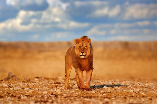 Lion with mane in Etosha, Namibia. African lion walking in the grass, with beautiful evening light. Wildlife scene from nature. Animal in the habitat. stock photo