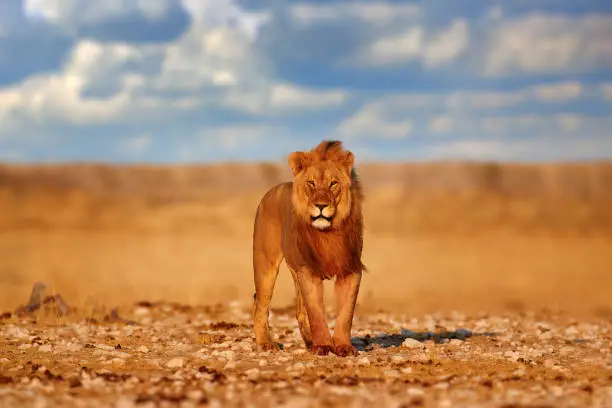 Lion with mane in Etosha, Namibia. African lion walking in the grass, with beautiful evening light. Wildlife scene from nature. Animal in the habitat.