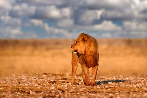 A female lion or lioness (panthera leo) is sitting in the green plains. Shot in wildlife in the Masai Mara, Kenya.