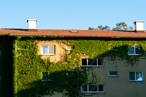 Great looking apartments covered with green ivy located close to the city center of Antalya, Turkey. With the arrival of spring every year, ivy plants cover all buildings with green leaves. With the coming of autumn, the ivy plants shed their leaves and only the branches of the ivy plants remain on the facades of the buildings.