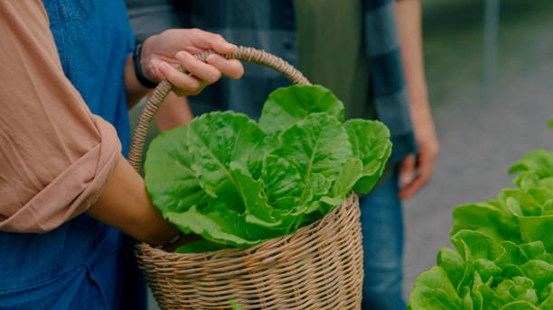 istock Female Asian Farm Owner Suggesting Hydroponic Vegetables for Customer. 1418808185