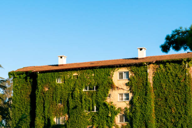 Great looking apartments covered with green ivy located close to the city center of Antalya, Turkey. With the arrival of spring every year, ivy plants cover all buildings with green leaves. With the coming of autumn, the ivy plants shed their leaves and only the branches of the ivy plants remain on the facades of the buildings.