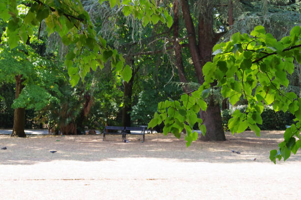 istock Montecatini Terme Park, Tuscany, bench, trees and pigeons 1418810334