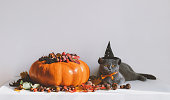 British cat in a black witch hat and big pumpkin on a white background. Funny Halloween cat. Autumn decoration with pumpkin. Copy space.