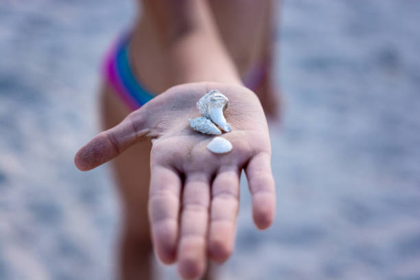 Free Stock Photo of A hand holding a shell | Download Free Images and ...