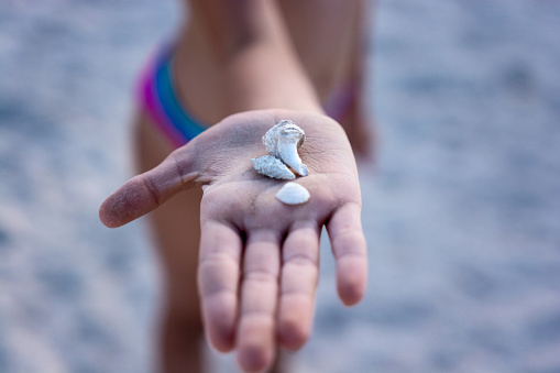 Close-up of child's hand is holding a shell by the sea