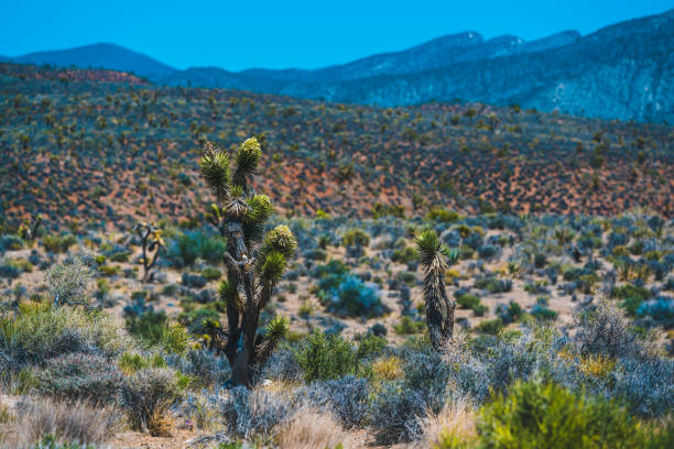 Joshua trees in the desert of Valley of Fire near Las Vegas, Nevada, USA. Seen a hot summer day in the desert.