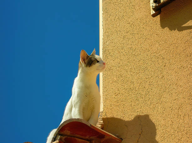istock White cat sitting on the roof and looking at something 1418811115
