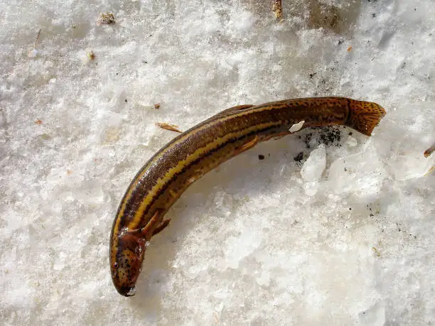 Photo of Fished pond louch on the ice