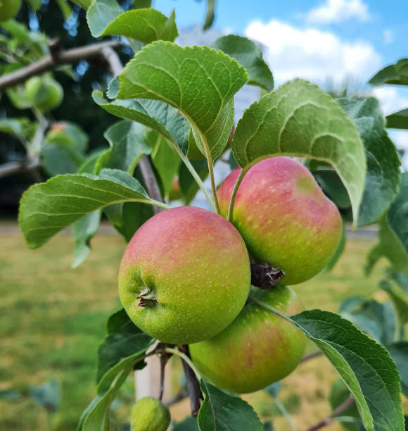 Red-green ripe apples growing on a green branch