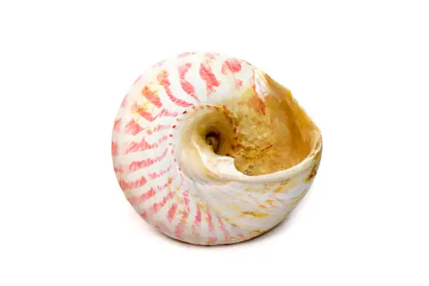 Photo of Image of Rochia nilotica, common name the commercial top shell, is a species of sea snail, a marine gastropod mollusk in the family Tegulidae isolated on white background. Undersea Animals. Sea Shells.