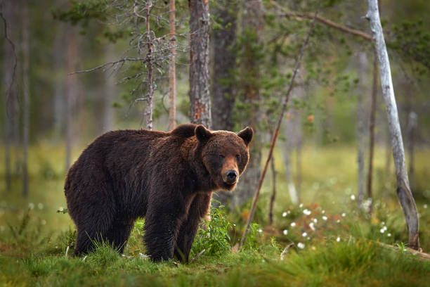 istock Summer wildlife. Bear standing,  sit up on its hind legs, somerr forest with cotton grass.  Dangerous animal in nature forest and meadow habitat. Wildlife scene from Finland near Russian border. 1418813340