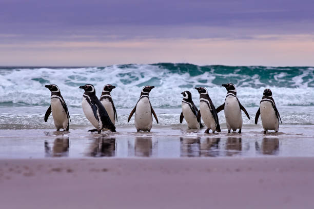 pingüino en el agua. pájaro jugando en las olas del mar. ave marina en el agua. pingüino de magallanes con ola oceánica al fondo, islas malvinas, antártida. - falkland island fotografías e imágenes de stock