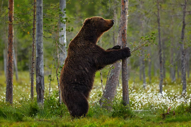 istock Summer wildlife. Bear standing,  sit up on its hind legs, somerr forest with cotton grass.  Dangerous animal in nature forest and meadow habitat. Wildlife scene from Finland near Russian border. 1418813363