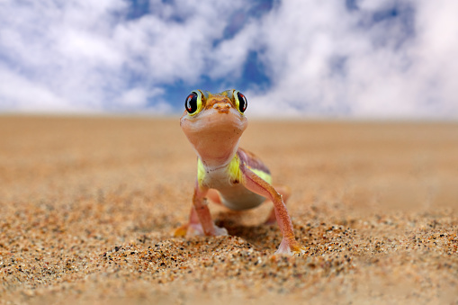 Lizard in Namibia desert with blue sky with clouds, wide angle. Gecko from Namib sand dune, Namibia. Pachydactylus rangei, Web-footed palmato gecko in the nature desert habitat. Wildlife nature.