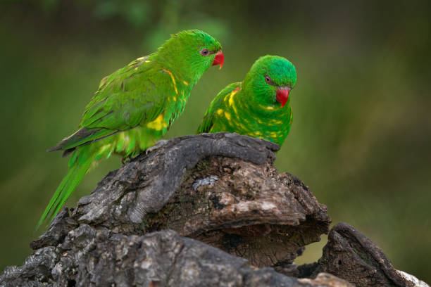 istock Parrot from Australia. scaly-breasted lorikeet, Trichoglossus chlorolepidotus, Australian lorikeet found in woodland in eastern Australia. 1418813404