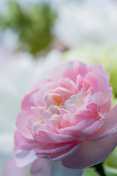 istock Light pink carnation. Light, delicate background for postcards, covers, story backgrounds. Blurred photo out of focus 1418814003