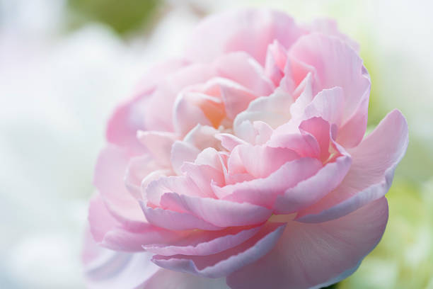 Light pink carnation. Light, delicate background for postcards, covers, story backgrounds. Blurred photo out of focus