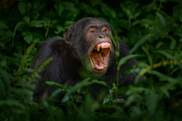 Chimpanzee open muzzle mouth with tooth, tree in Kibale National Park, Uganda, dark forest. Black monkey chimp nature, Uganda in Africa. Chimpanzee habitat, wildlife nature. Monkey primate resting. stock photo