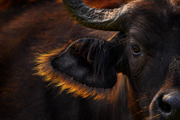 Buffalo portrait, Uganda.  Detail of bull horny head in savannah, Uganda. Wildlife scene from African nature. Brown fur of big buffalo. Horn on the big bull head. Close-up portrait. stock photo