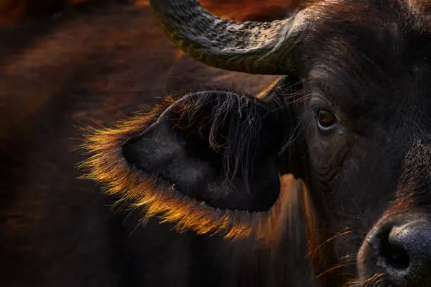 Buffalo portrait, Uganda.  Detail of bull horny head in savannah, Uganda. Wildlife scene from African nature. Brown fur of big buffalo. Horn on the big bull head. Close-up portrait.