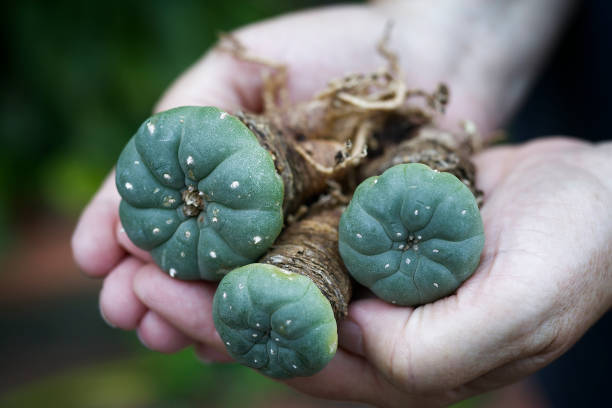 Peyote (Lophophora williamsii): Hallucinogenic and magical plant of south america, drug. Peyote (Lophophora williamsii): Hallucinogenic and magical plant of south america, drug. hand held peyote cactus stock pictures, royalty-free photos & images